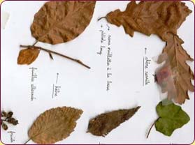 herbier confectionné lors de balade en forêt