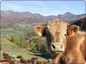 découverte des animaux de la ferme